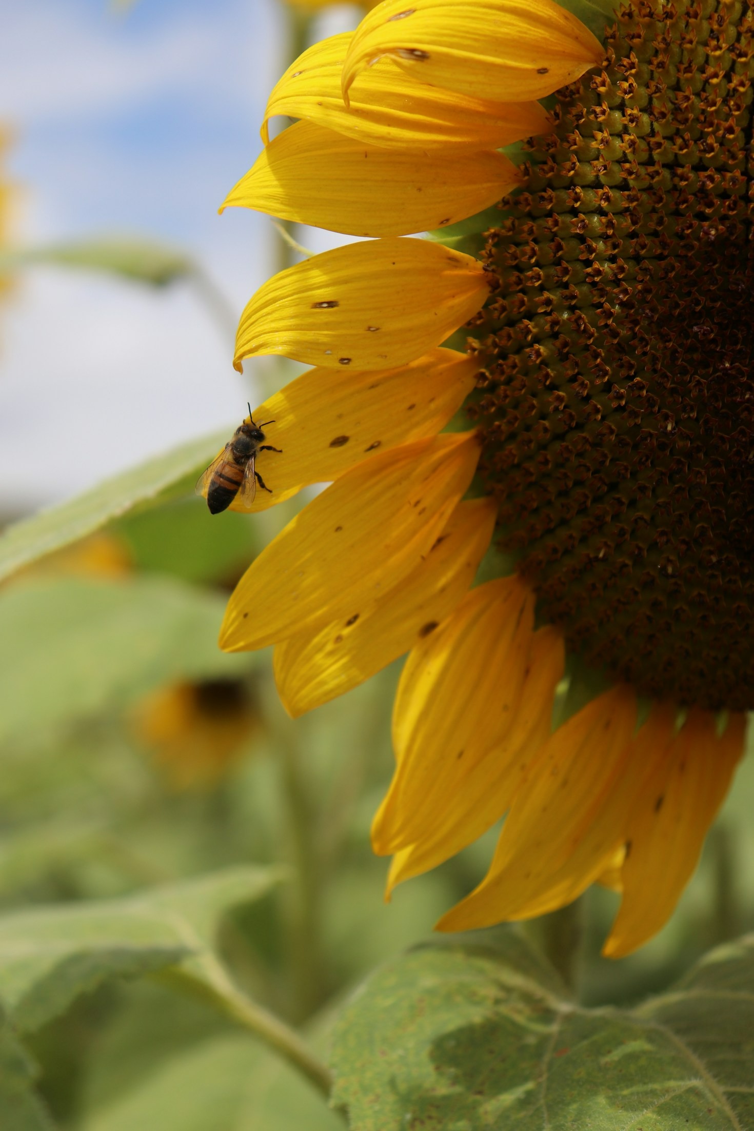 How Herbalism Can Transform Your Wellness Journey